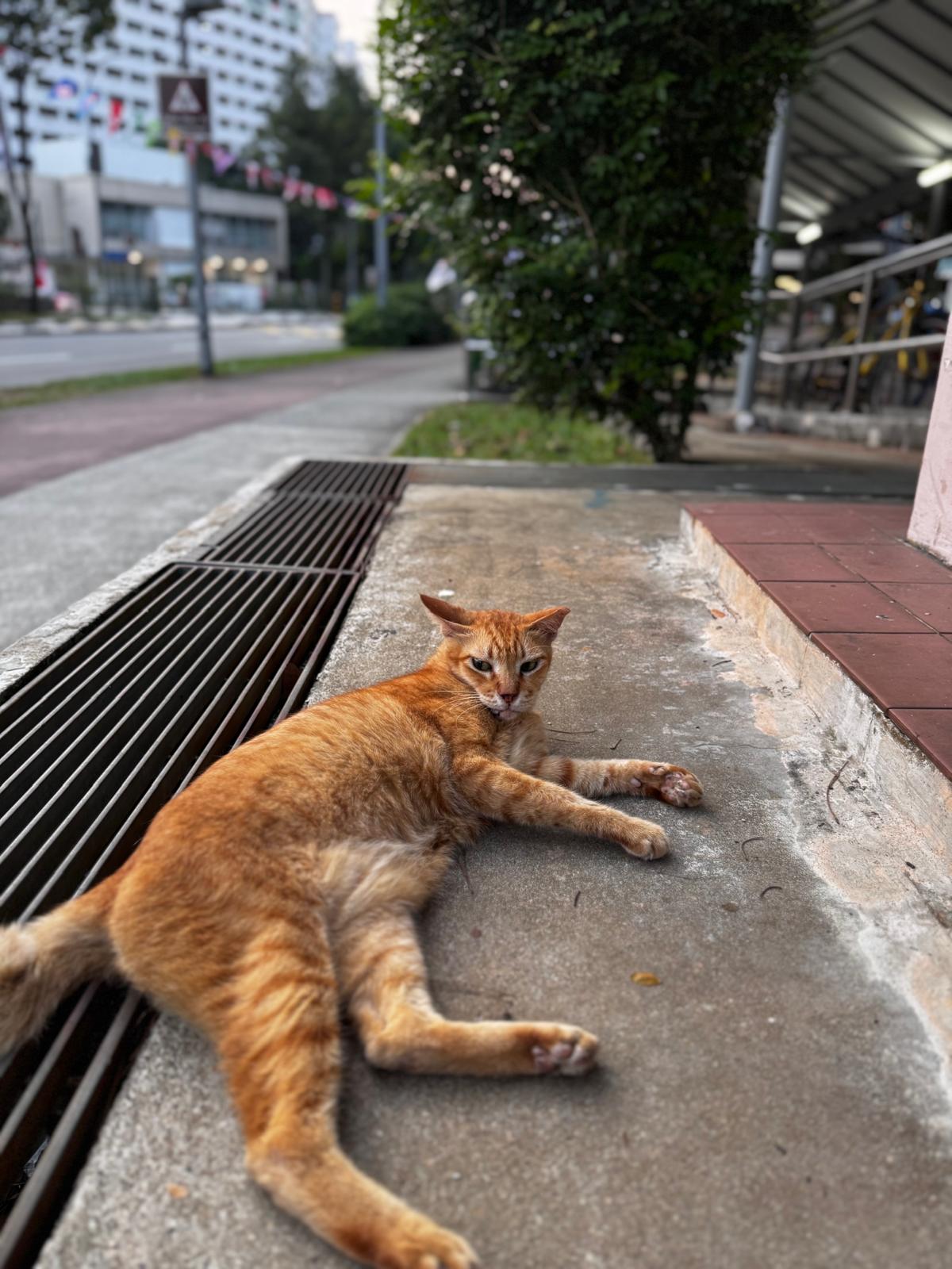 Adorable Cat